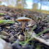 backyard_sells