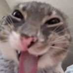 Ali.