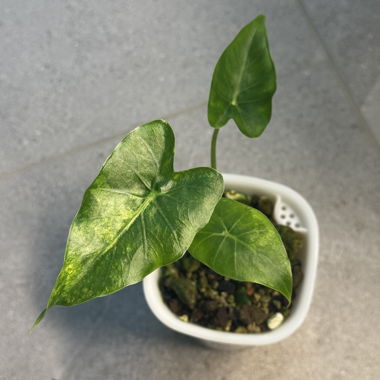 Alocasia gageana aurea plant in pot