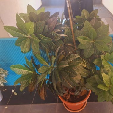 Plante XXL