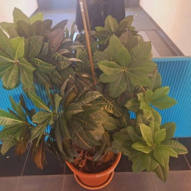 Plante XXL