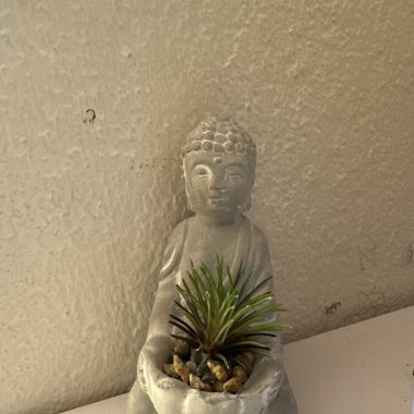 Decorazione Buddha con fioriera