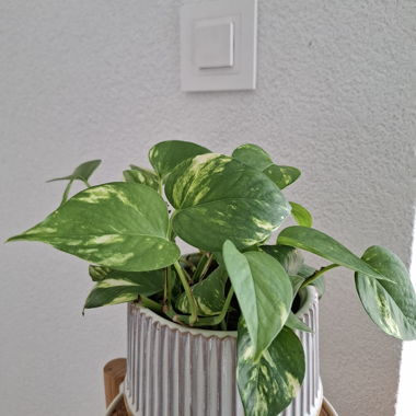 Epipremnum aureum (Golden Pothos)