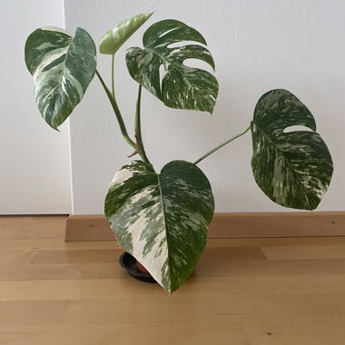 Monstera panachée