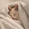 crazycatlady
