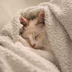 crazycatlady