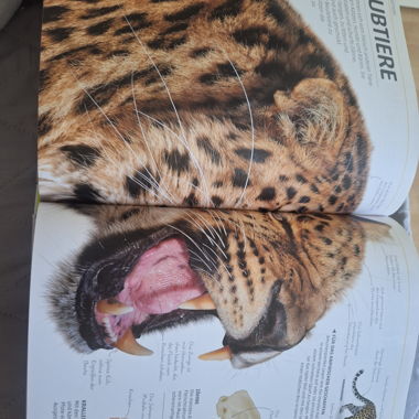 Livre jeunesse : Megasavoir Nature