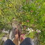 luxcaeca