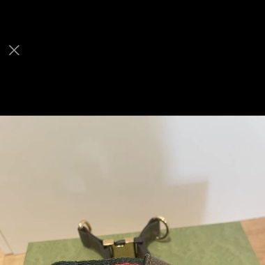 Gucci Hundegeschirr