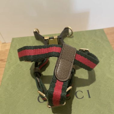 Gucci dog harness