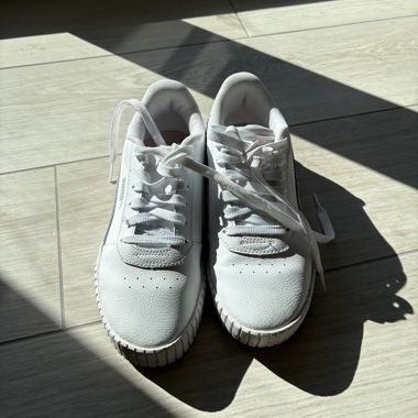 Puma rose 