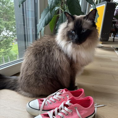 Converse Schuhe PINK