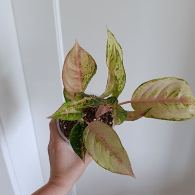 Aglaonema