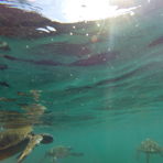 diver_123