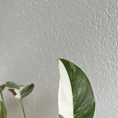 Epipremnum Pinnatum Albo Variegata