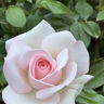 dorinabortis@gmail.com