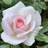 dorinabortis@gmail.com