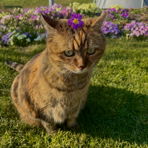 Melsi