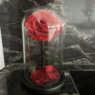 Rosa rossa sotto campana di vetro
