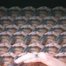 sielotofy