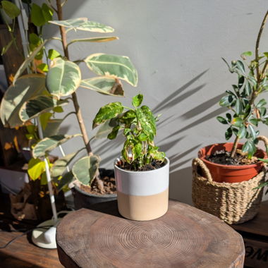 Stool/ coffee table - handmade out of pine wood