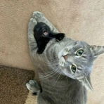 TheGreyCat