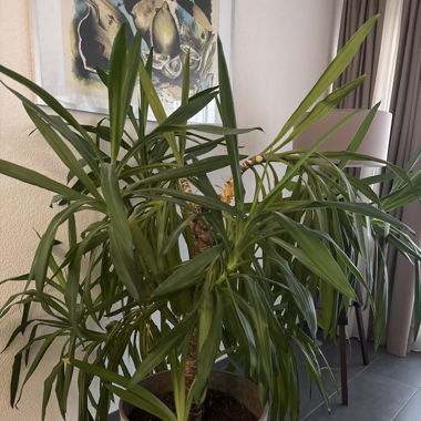 Palme