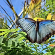 Butterfly17.xo