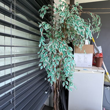 Decorative Artificial Plant