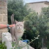 Majda