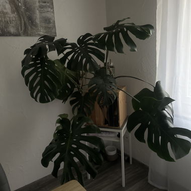 Monstera