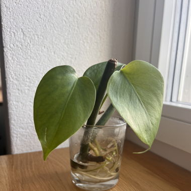 Ableger Monstera