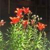 Roselyne