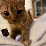 M_aarina