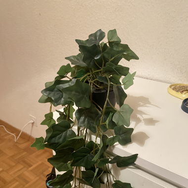 Plante (synthétique)
