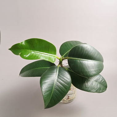 Rubber Tree / Ficus elastica cutting #1