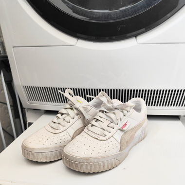 Puma carina