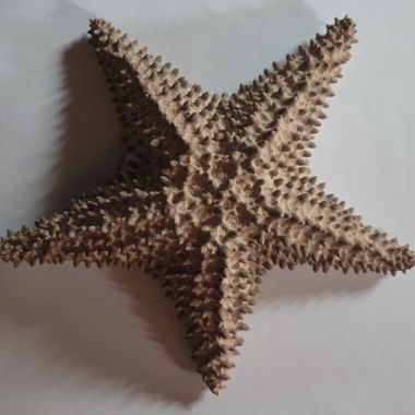 Stella marina naturale di Cuba
