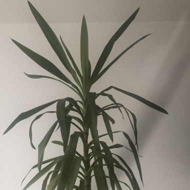 Belle plante Yucca 