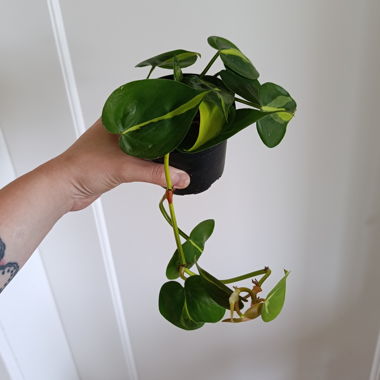 Philodendron du Brésil