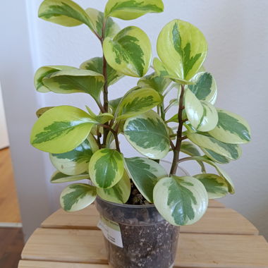 Peperomia Obtusifolia panachée