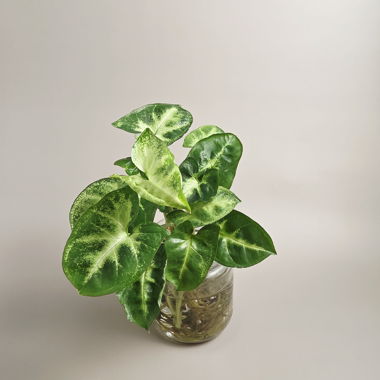Syngonium Podophyllum 'Pixie' / cutting