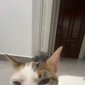 ysfilo