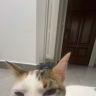ysfilo