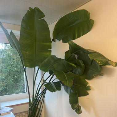 Baumstrelitzie XXL