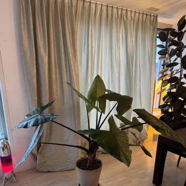 Large Alocasia Zebrina Black