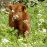 highlandcow