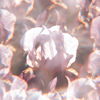 Flora_M