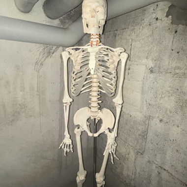Anatomisches Skelettmodell
