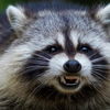 GroovyRacoon